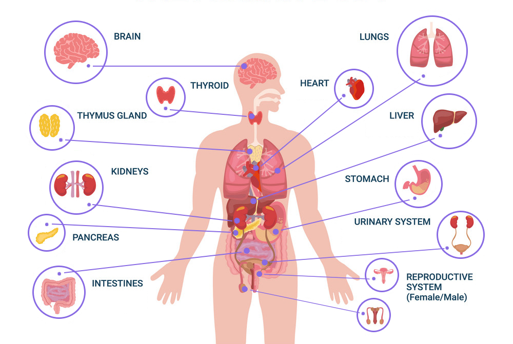 Organs of human body